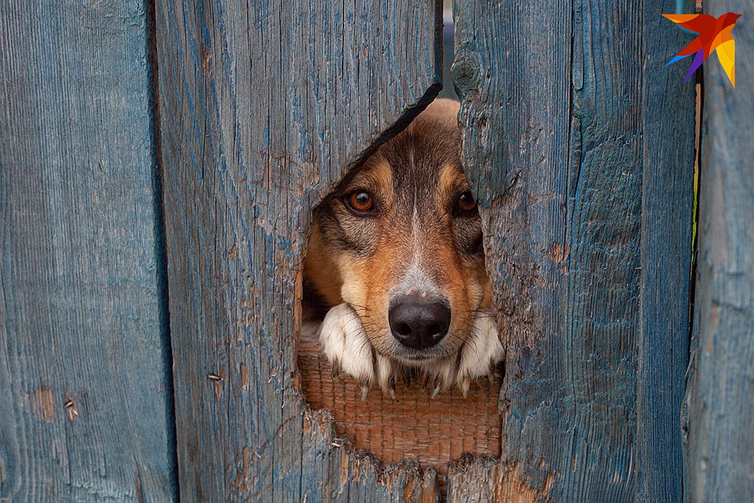 «Кто это к нам пришел?» - интересуется соседский пес. Его хозяин в Михайловке не живет, но приезжает в деревню на охоту и скучает по родным местам Фото: Анастасия ЕРШОВА
