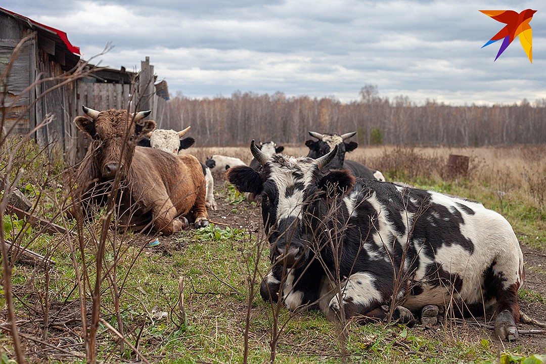 Хозяйство у Александры и Андрея большое, даже коровы есть Фото: Анастасия ЕРШОВА