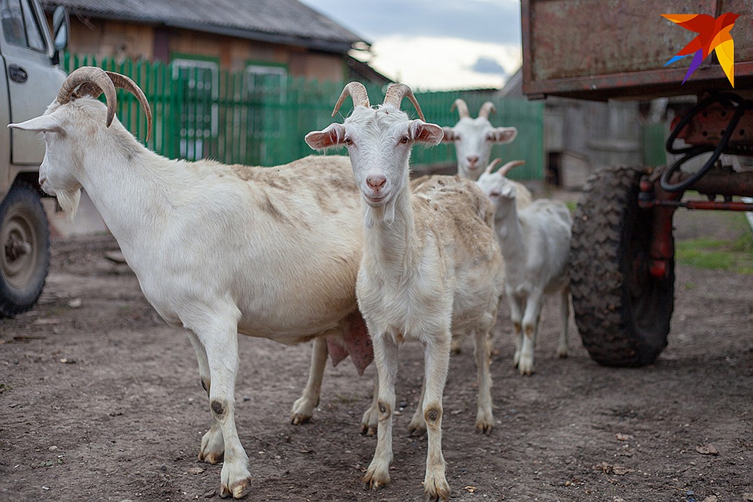 Одних коз держат 8 голов Фото: Анастасия ЕРШОВА